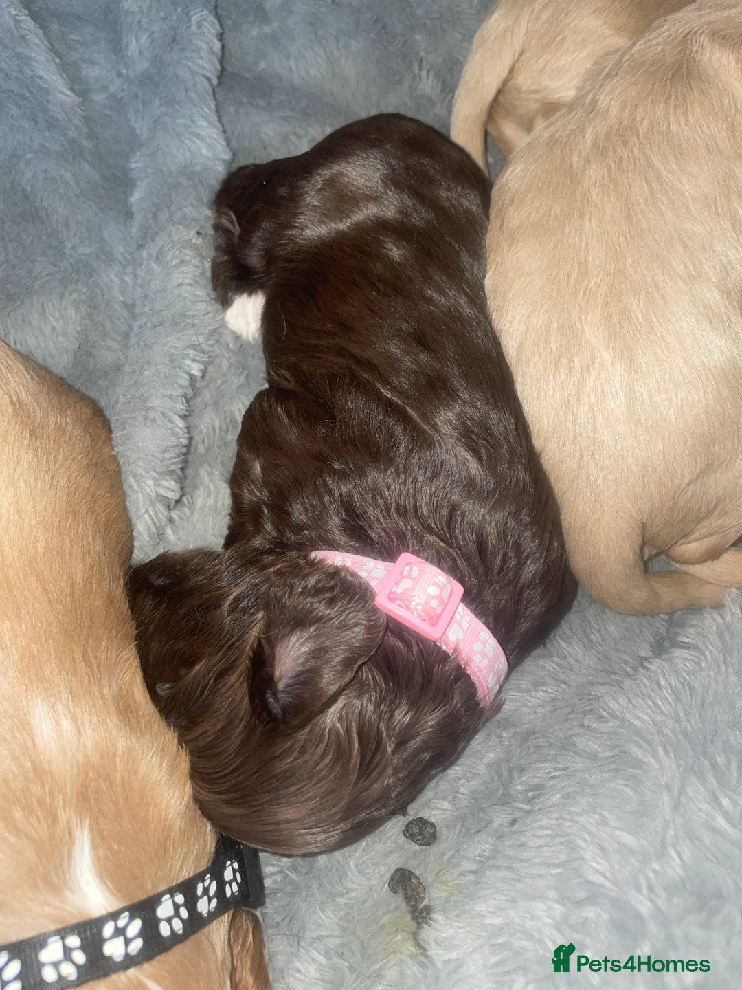 Mixed Breed dogs for sale: Cockapoo X Cavapoo Puppies - Image 8
