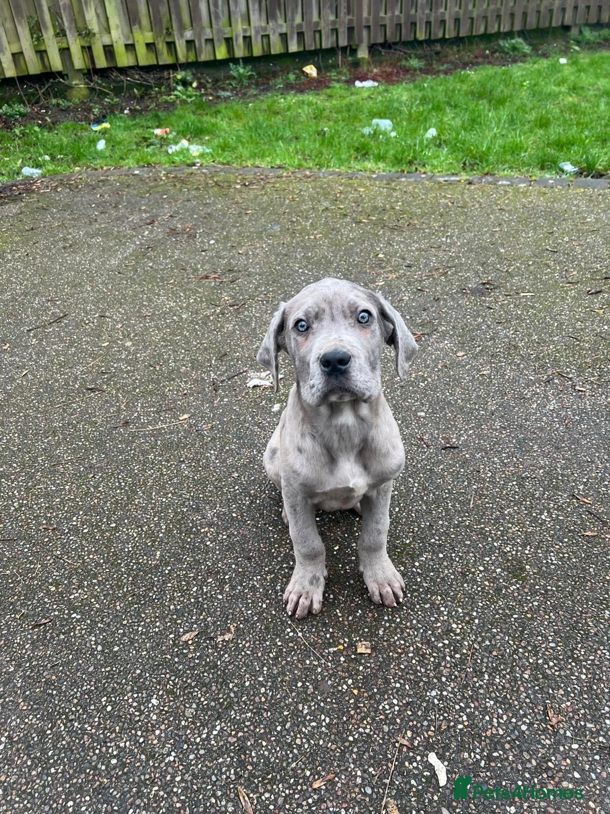 Cane Corso dogs OCEAN EYED CANE CORSO PUPPIES  - Advert 11