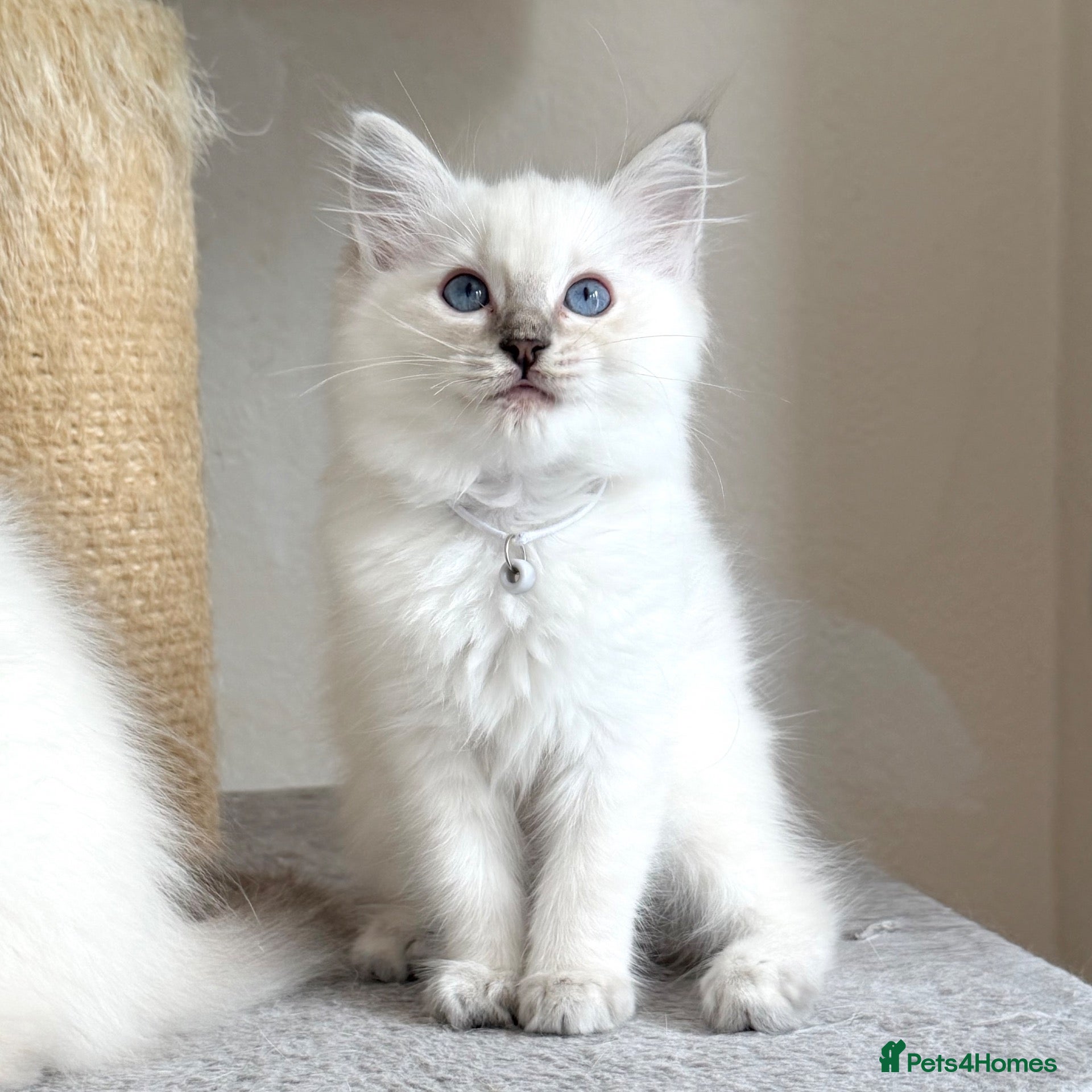 Ragdoll cats TICA Active Possible - Last Girl Left - Advert 2