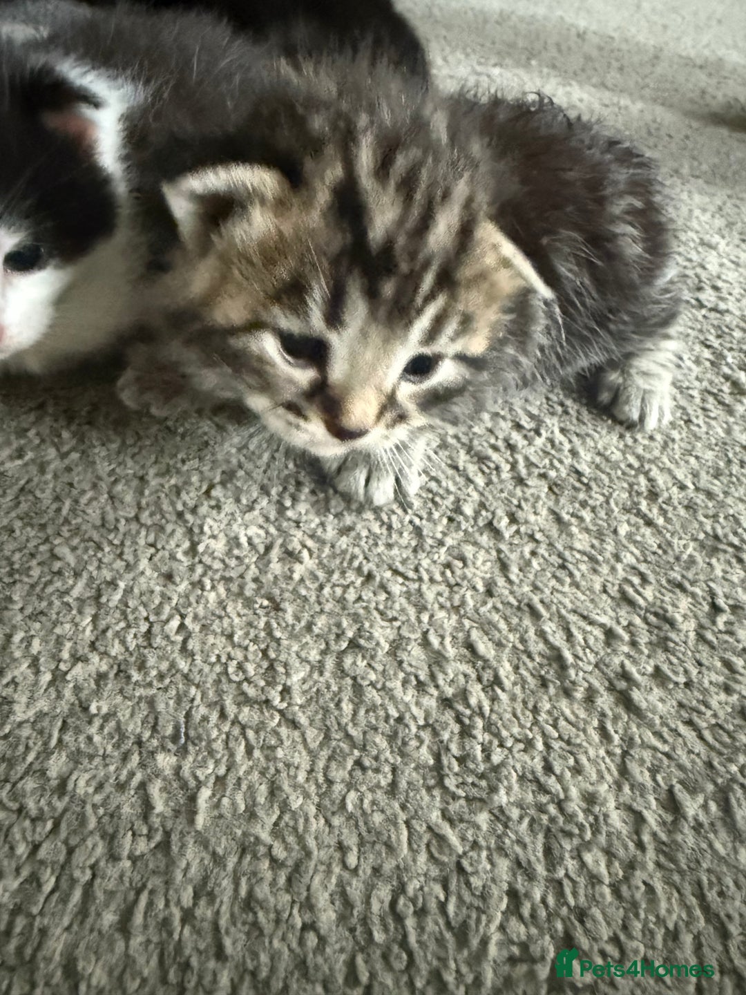Mixed Breed cats for sale: Beautiful kittens for sale - Advert 3