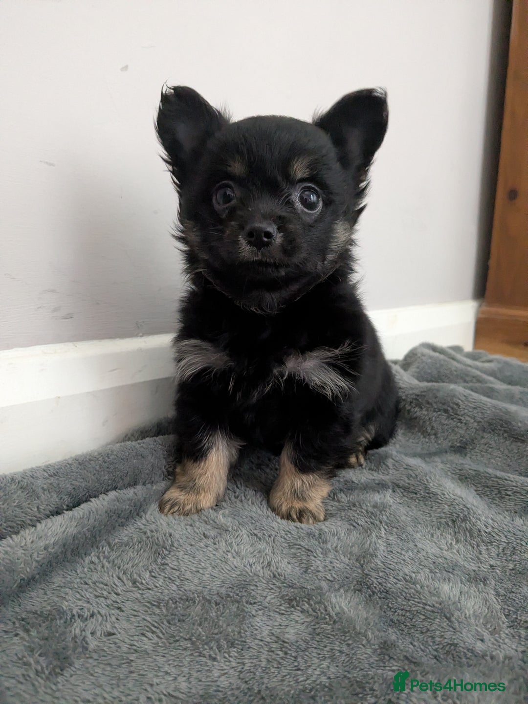 Chorkie dogs for sale: Chorkie babies  - Image 10