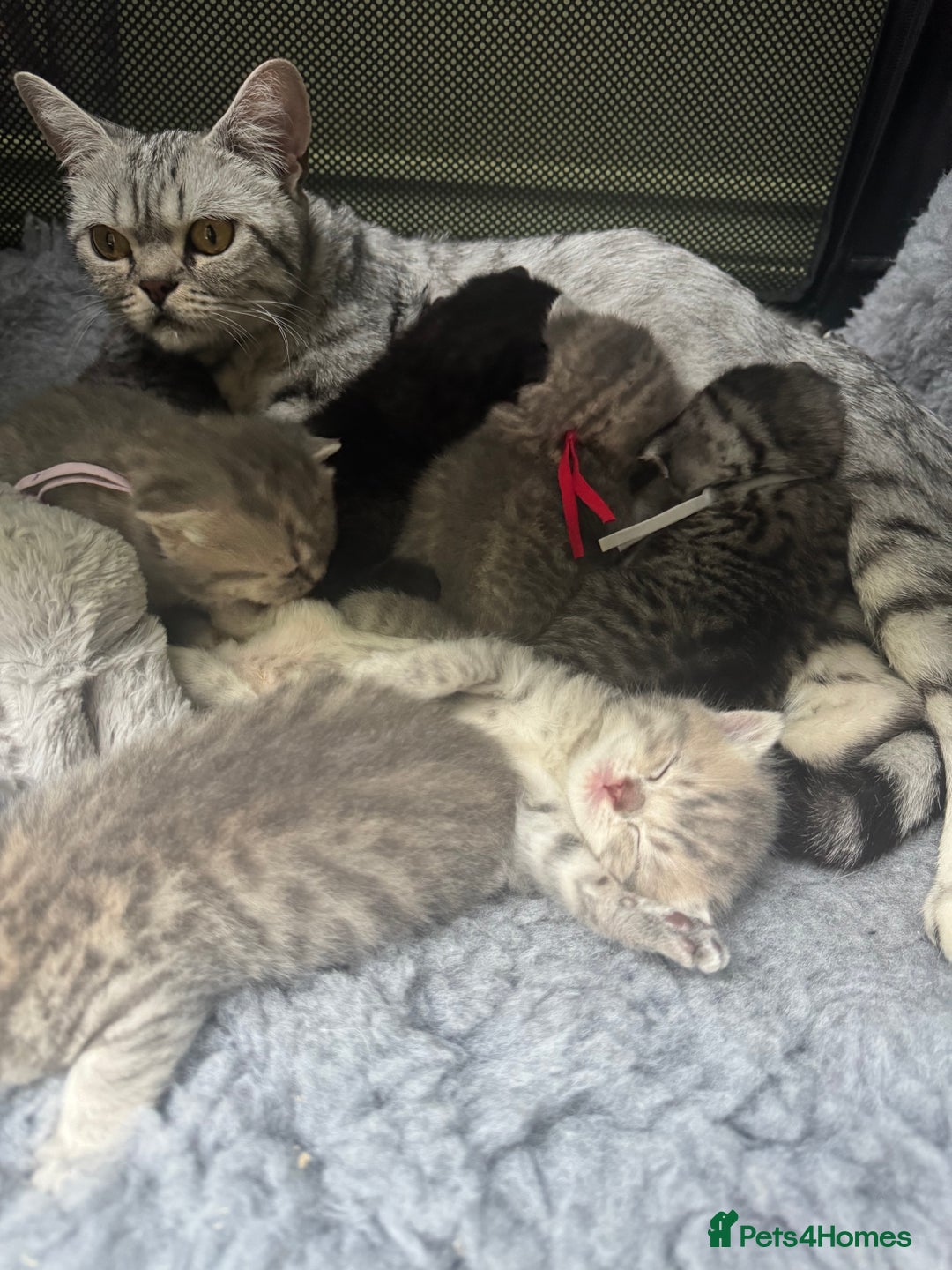 Scottish Fold cats for sale: Scottish fold/ Scottish striaght BSH kittens  - Image 6