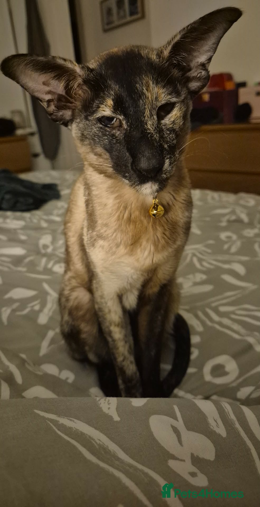 Siamese cats Loving 7 year old sismese female - Advert 1