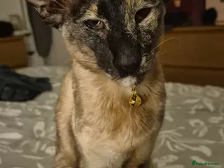 Siamese cats Loving 7 year old sismese female - Advert 1