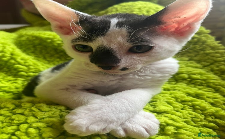 Cornish Rex cats - Advert 2