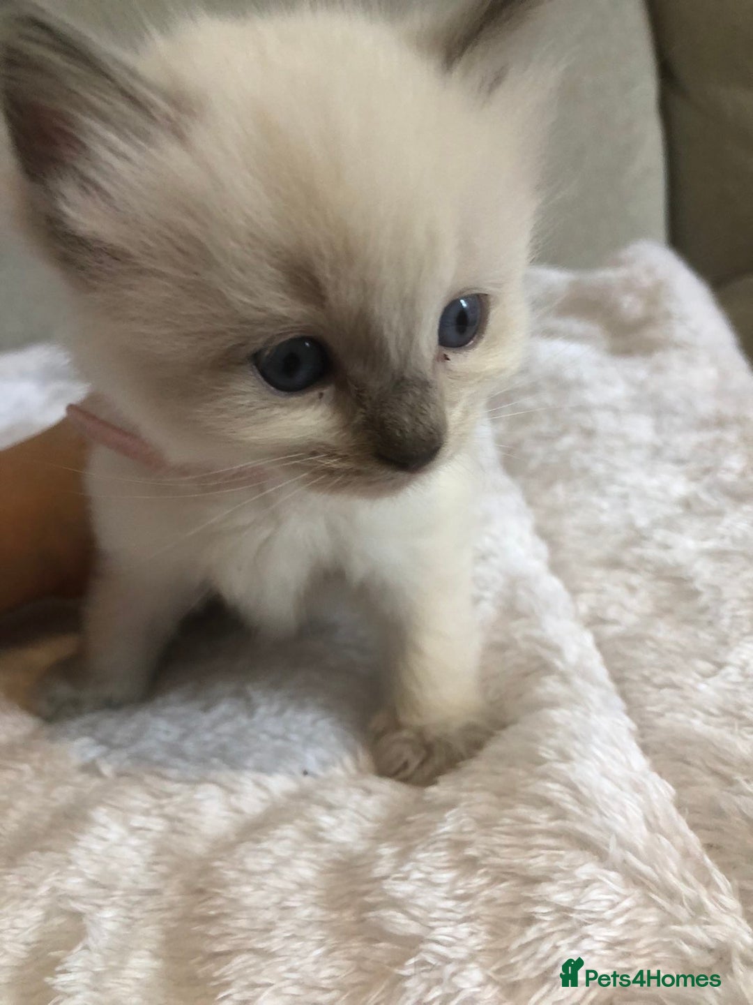Ragdoll cats for sale: 🐾 1 Ragdoll Kitten (F) Left! - Parents GCCF 🐾 - Advert 24