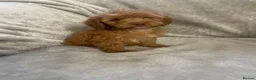Cockapoo dogs for sale: F1 Beautiful merle cockapoos. - Advert 33