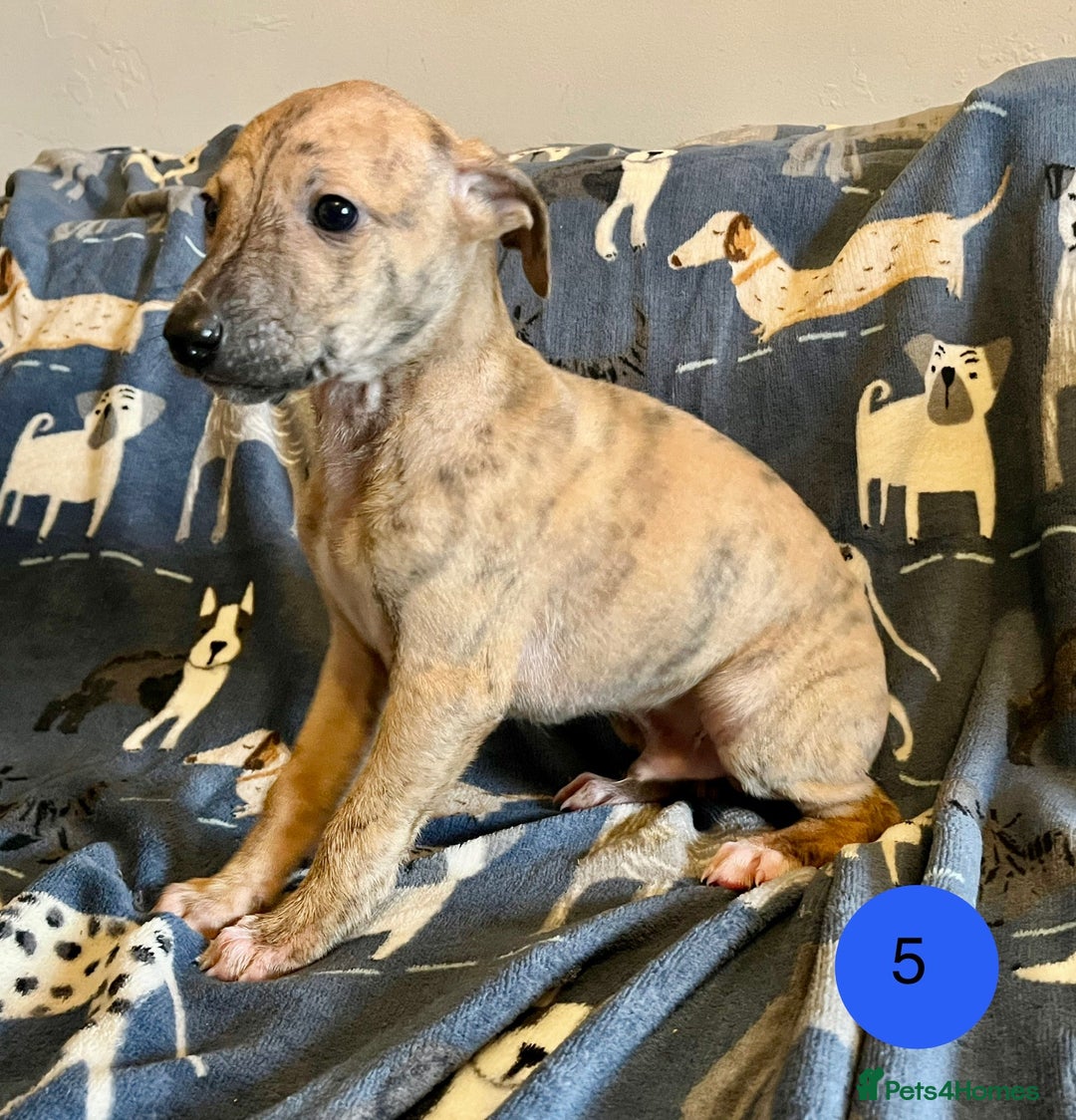 Whippet dogs for sale: KC Reg Whippet Puppies - Advert 15