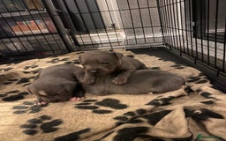 Staffordshire Bull Terrier dogs for sale: Blue staffie pupz - Image 2