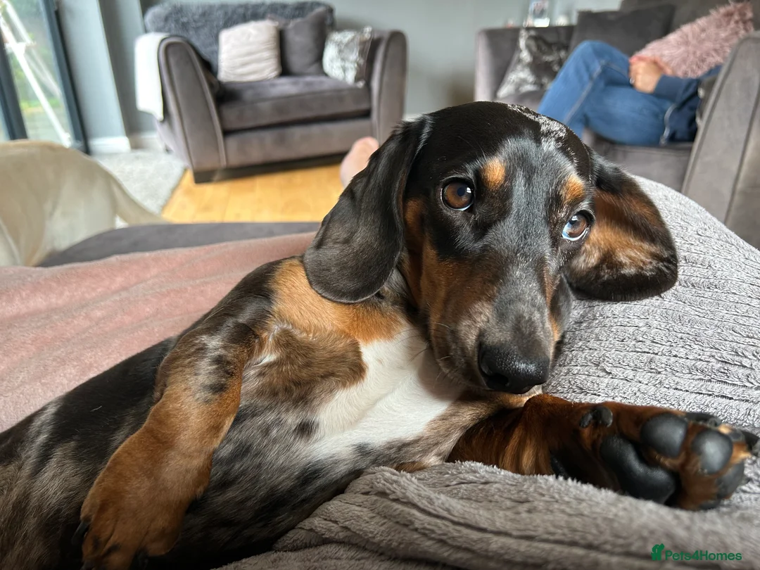 Miniature Dachshund dogs for stud: For stud  - Advert 5