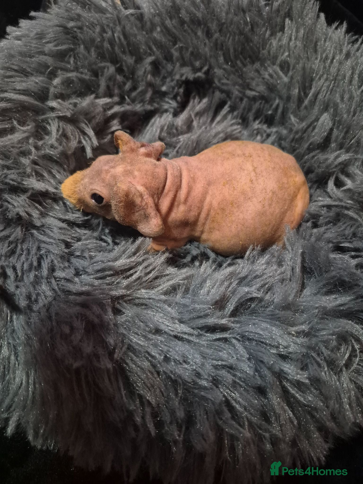 Guinea Pig rodents Skinnies - Advert 2