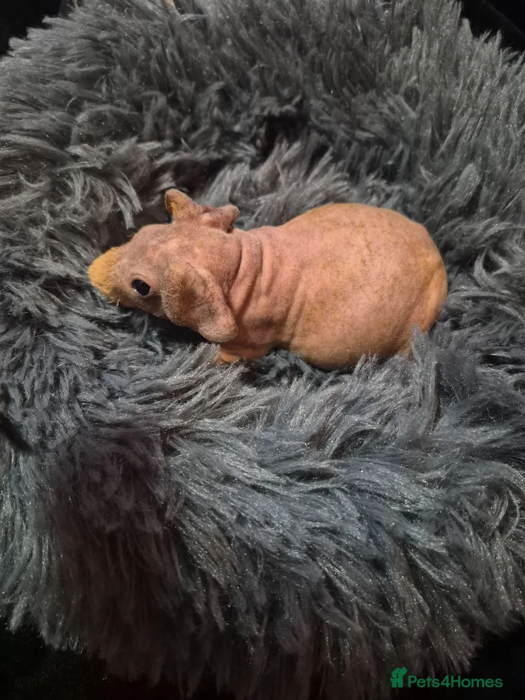 Guinea Pig rodents for sale: Skinnies - Advert 2