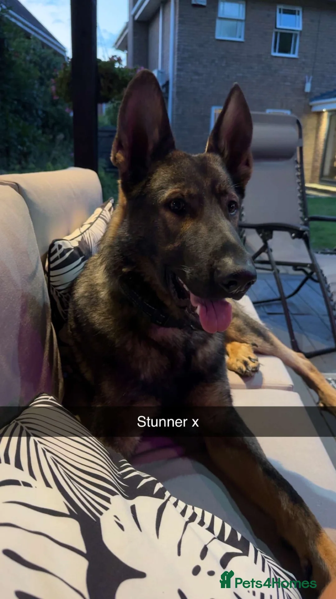 German Shepherd dogs for sale: 2 year old male german shepherd  in Birmingham - Advert 1