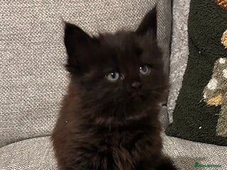 Maine Coon cats Maine coon x BSH babies 3 left! - Advert 13