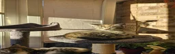 Mixed Breed cats for sale: One beautiful girl - Advert 3