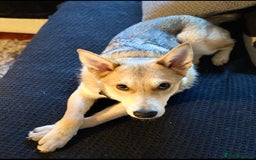 Mixed Breed dogs for adoption: Handsome Romolus  - Image 2