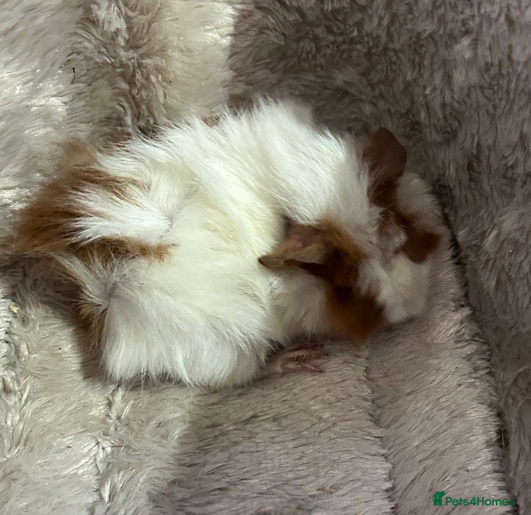 Guinea Pig rodents for sale: GORGEOUS BABY GUINEA PIGS - Advert 7