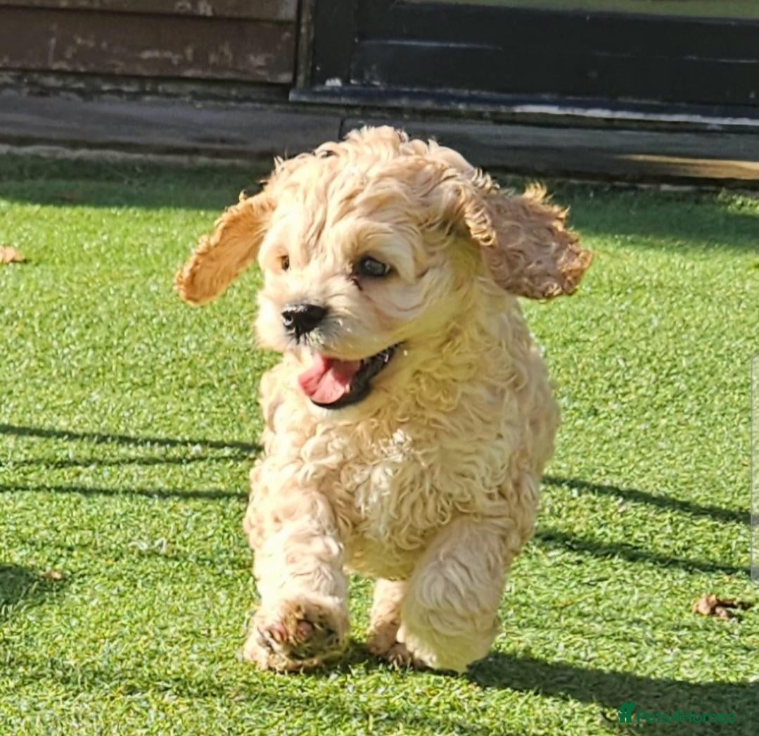Cockapoo dogs  F1b extensively DNA tested American cockerpoo  - Advert 6