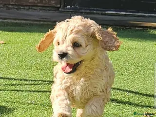 Cockapoo dogs F1b extensively DNA tested American cockerpoo - Advert 6