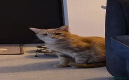 British Shorthair cats for sale: FREE - Pebbles the ginger cat (pebs) - Image 5