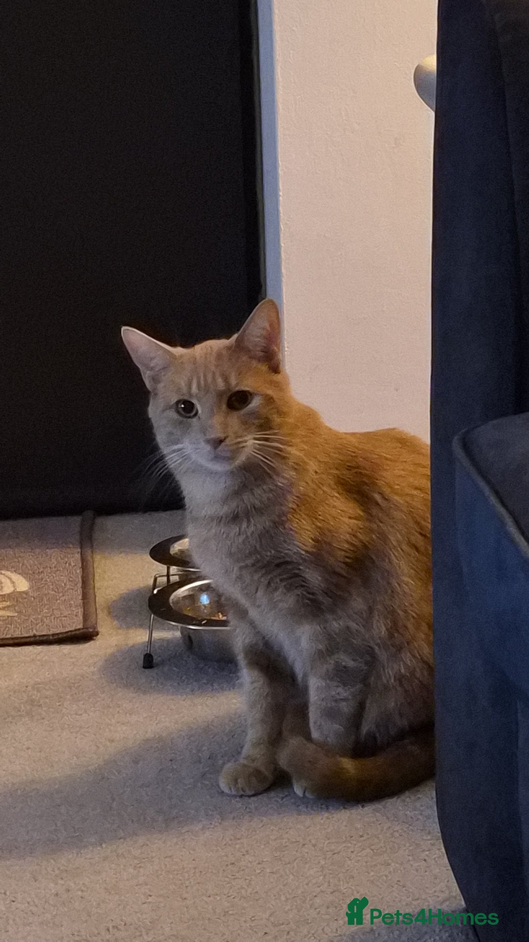 British Shorthair cats for sale: FREE - Pebbles the ginger cat (pebs) - Image 5