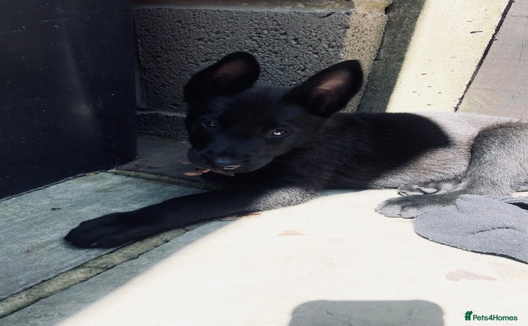 Belgian Shepherd Dog dogs in Wingate - Advert 4