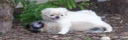 Pug dogs for stud: FLUFFY PUG STUD Blue Choc Black Tan carrier Husky  - Advert 13