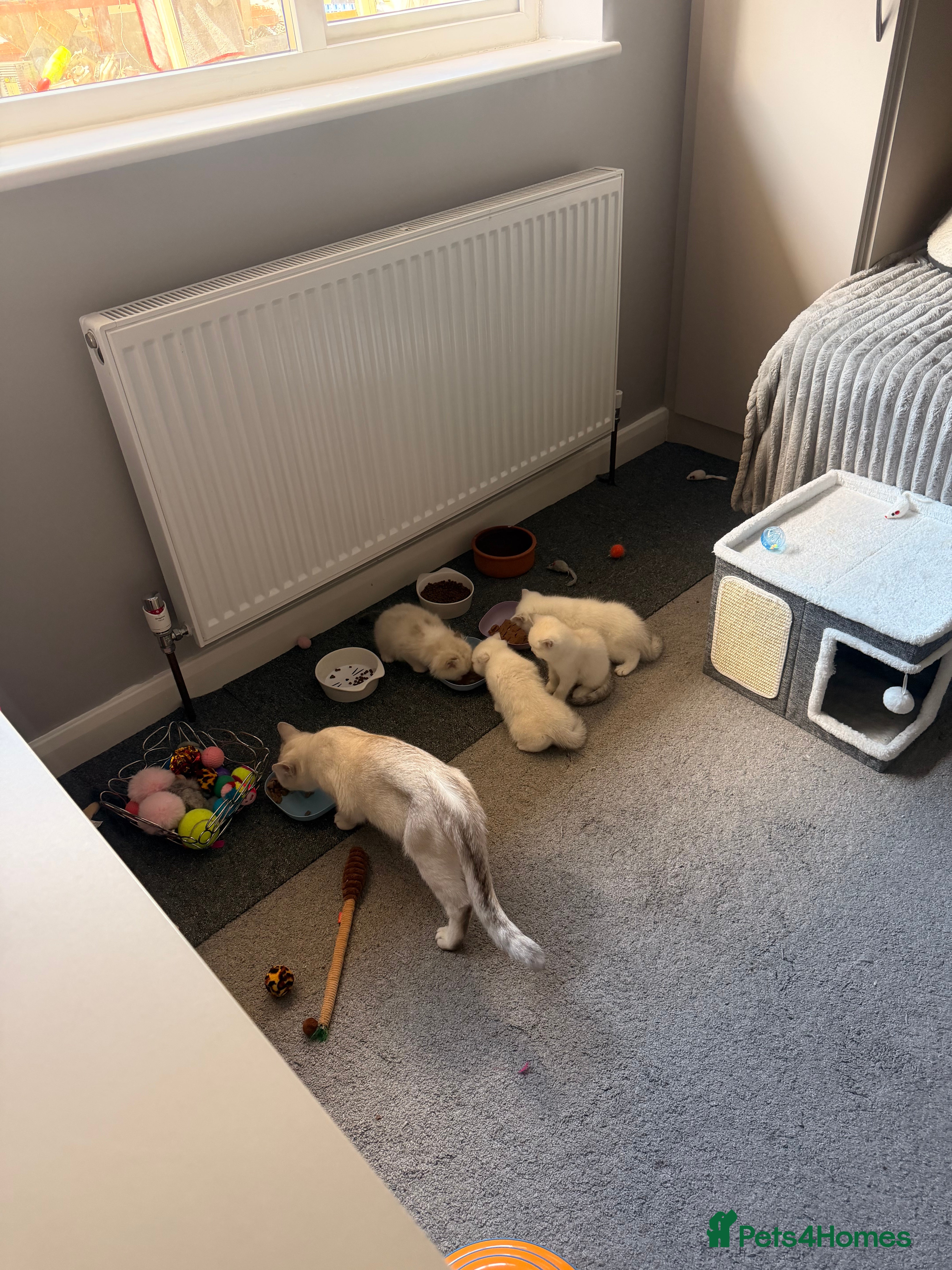 British Shorthair cats Beautiful Kittens for Sale – 3 Boys & 1 Girl 🐱💕 - Advert 2