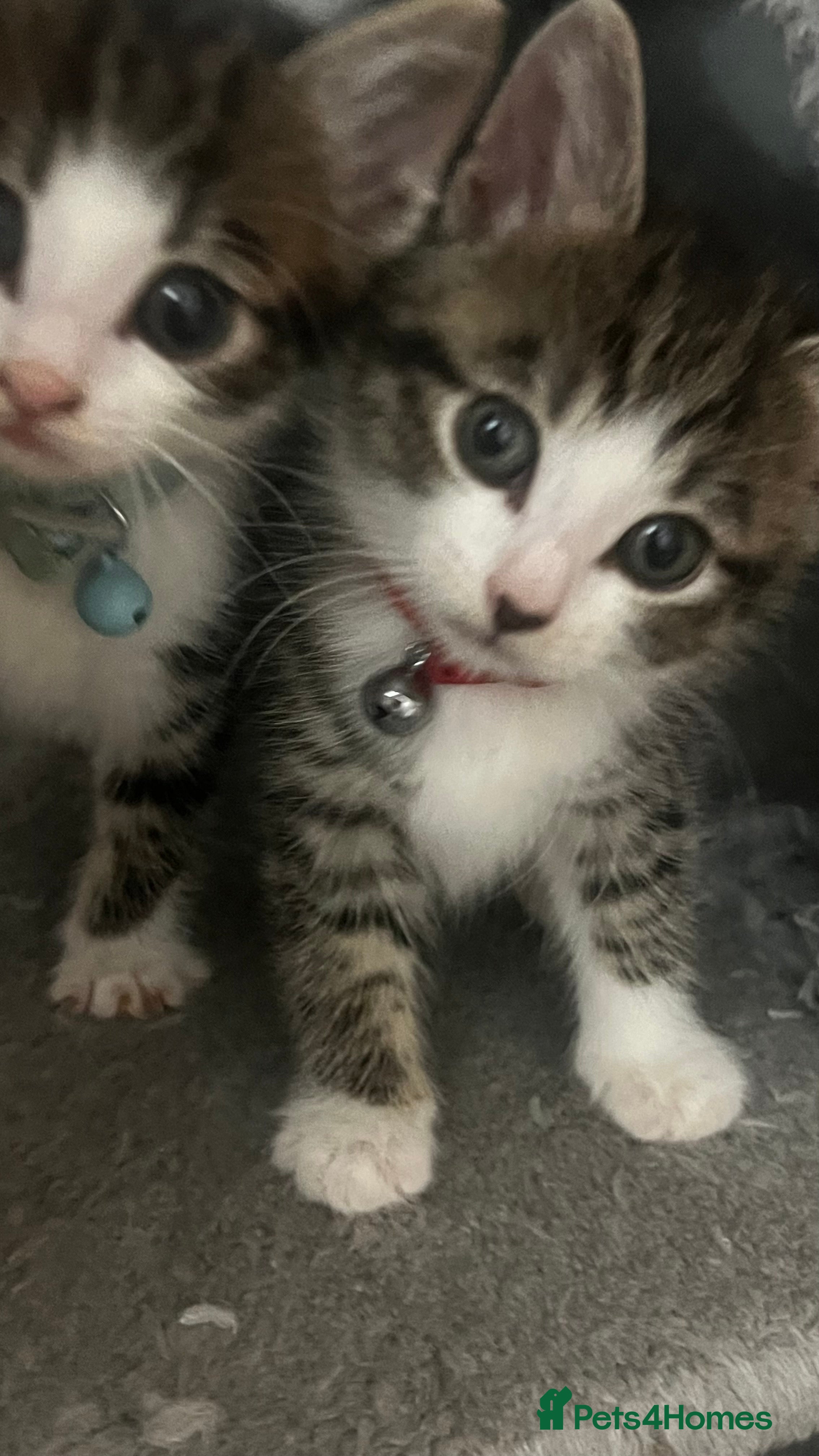 Domestic Shorthair cats Ready Now Tuxedo x Tiger bengals😍 - Advert 11