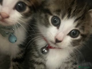 Domestic Shorthair cats Ready Now Tuxedo x Tiger bengals😍 - Advert 11