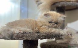 Persian cats for sale: Pedigree Persian Kittens ready to be rehomed - Image 30