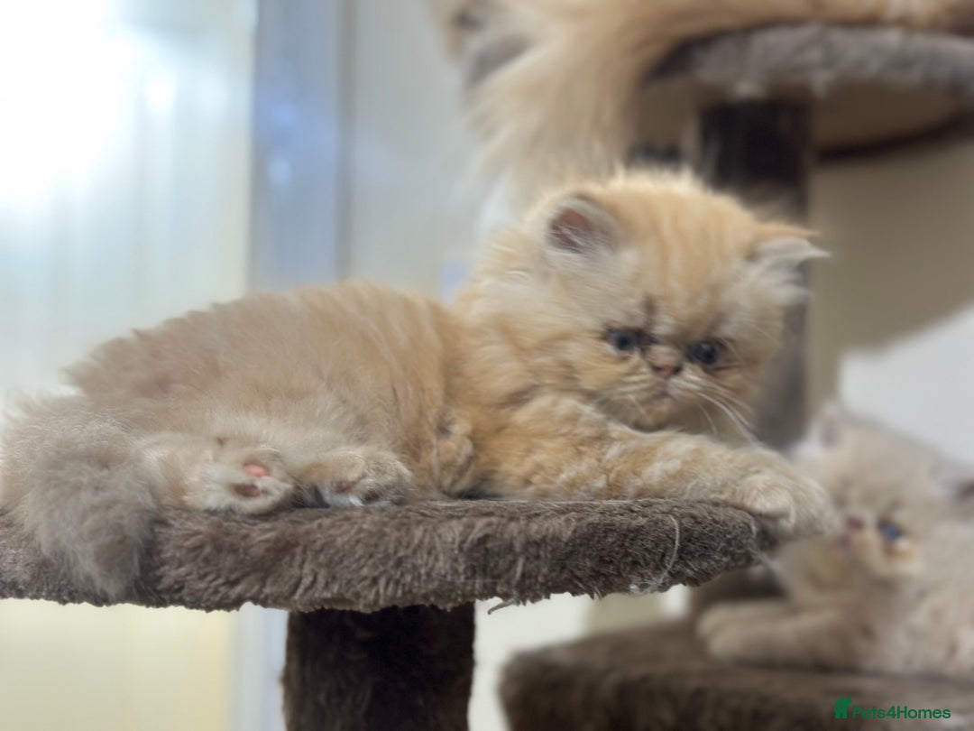 Persian cats for sale: Pedigree Persian Kittens ready to be rehomed - Image 30