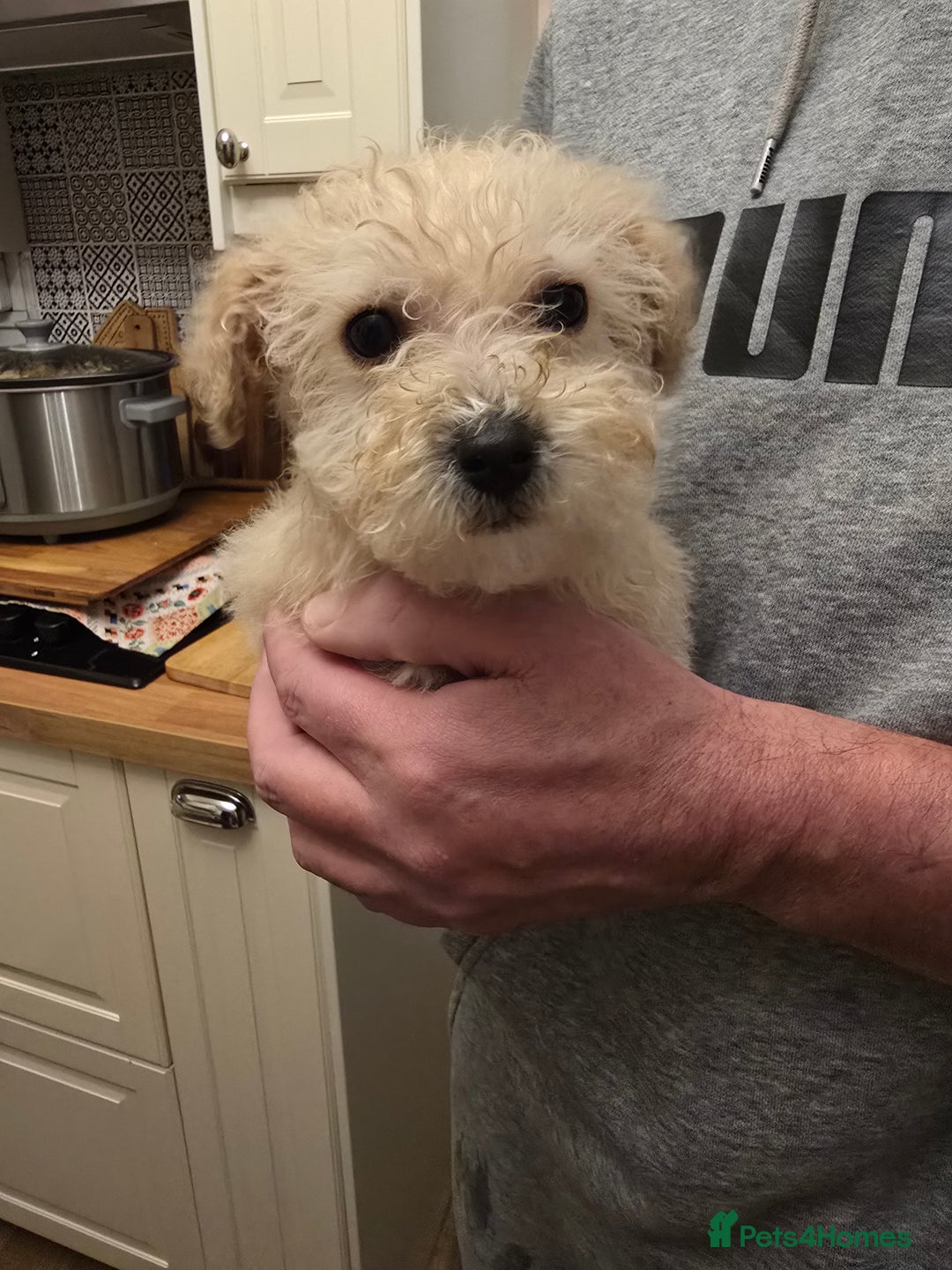 Poochon dogs for sale: Poochon  - Advert 19