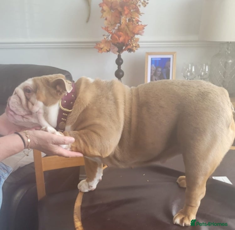 English Bulldog dogs British merle bulldog  - Advert 1