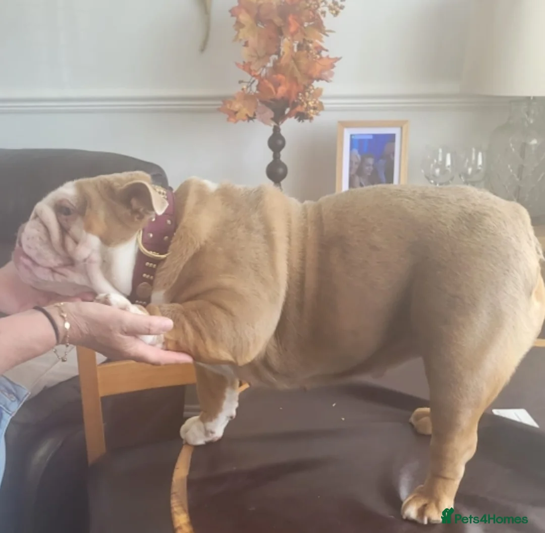 English Bulldog dogs for sale: British merle bulldog  - Advert 1