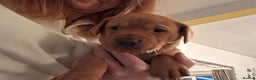 Labrador Retriever dogs for sale: Fox Red Labrador pups - Advert 3