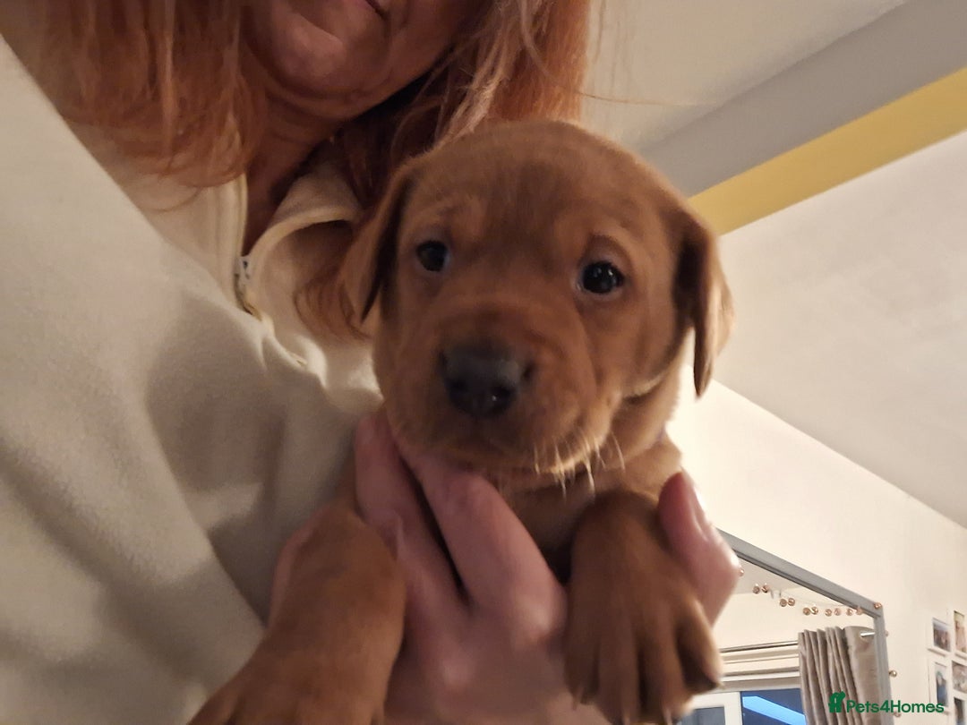 Labrador Retriever dogs for sale: Fox Red Labrador pups - Advert 3