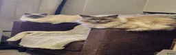 Ragdoll cats for sale: Pute bred Bluepoint ragdoll kittens - Advert 7
