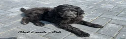 Goldendoodle dogs for sale: F1B Rare black standard Goldendoodle North Wales  - Advert 25