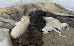 Whippet dogs for sale: 6x full breed pure whippet pedigree female pups - Image 4