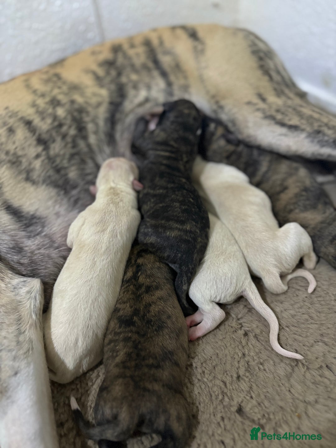 Whippet dogs for sale: 6x full breed pure whippet pedigree female pups - Image 4