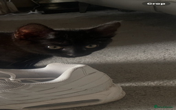 Domestic Shorthair cats for sale: Four fluffy kittens  - Image 15