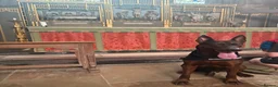 Chinese Red Dog dogs for sale: Chinese red dog  - Advert 7