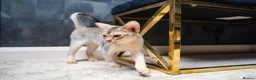 Abyssinian cats for sale: Silver Abyssinian Boy-READY NOW-Champion Line - Advert 19
