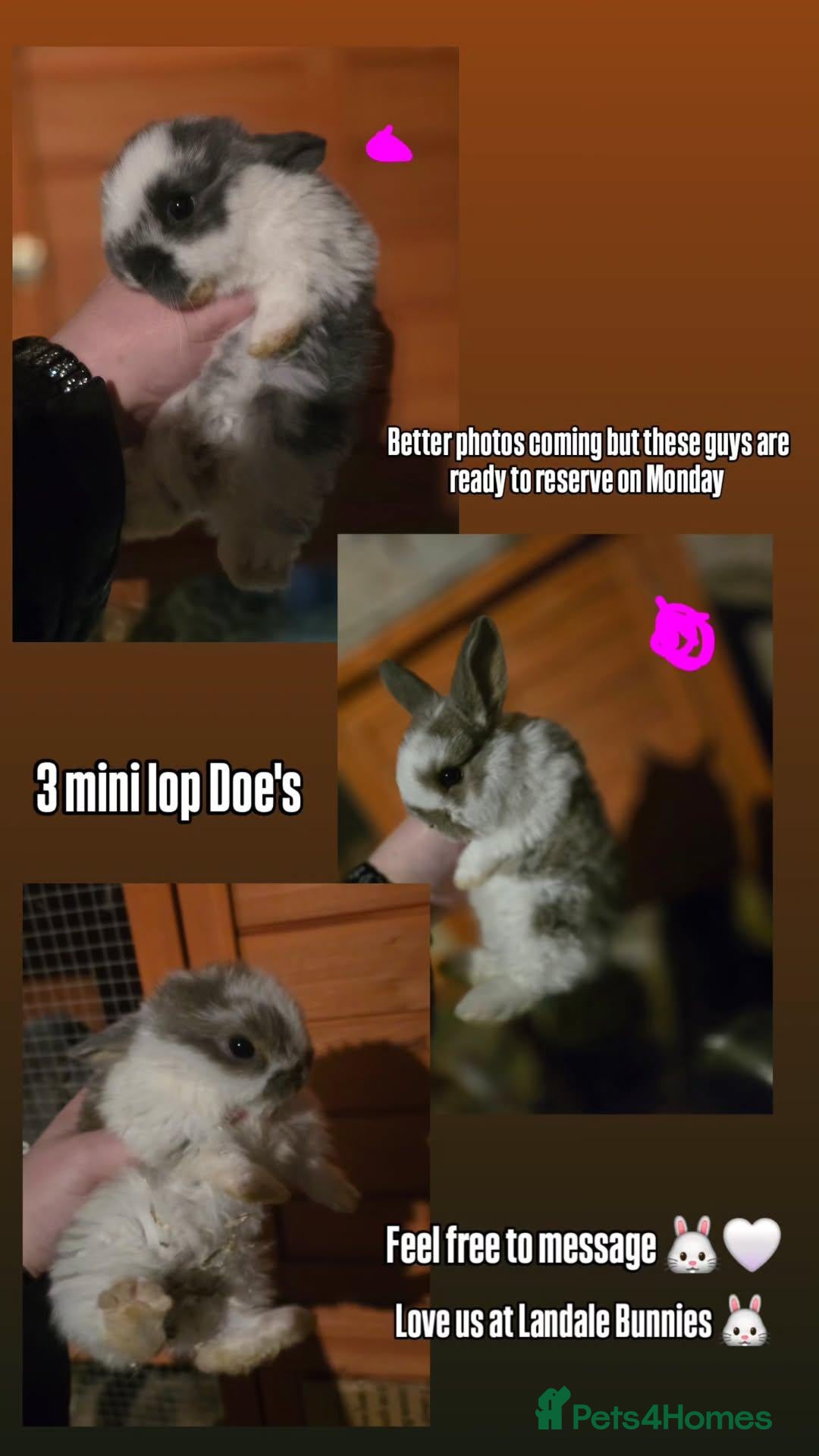 Mini Lop rabbits for sale: Baby mini lops for sale - Advert 1