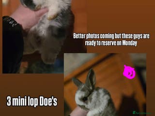 Mini Lop rabbits Baby mini lops for sale - Advert 1