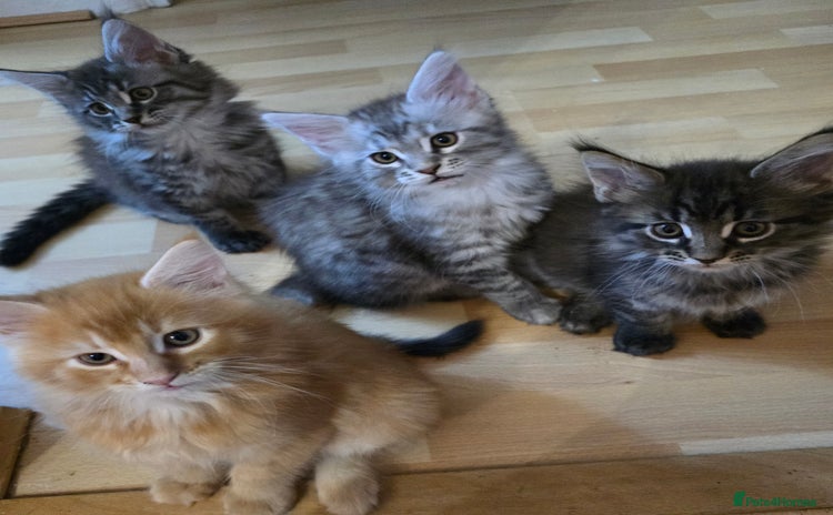 Maine Coon cats - Advert 15