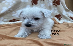 West Highland Terrier dogs for sale: 1 WESTiE BOY AVAILABLE!! - Image 12
