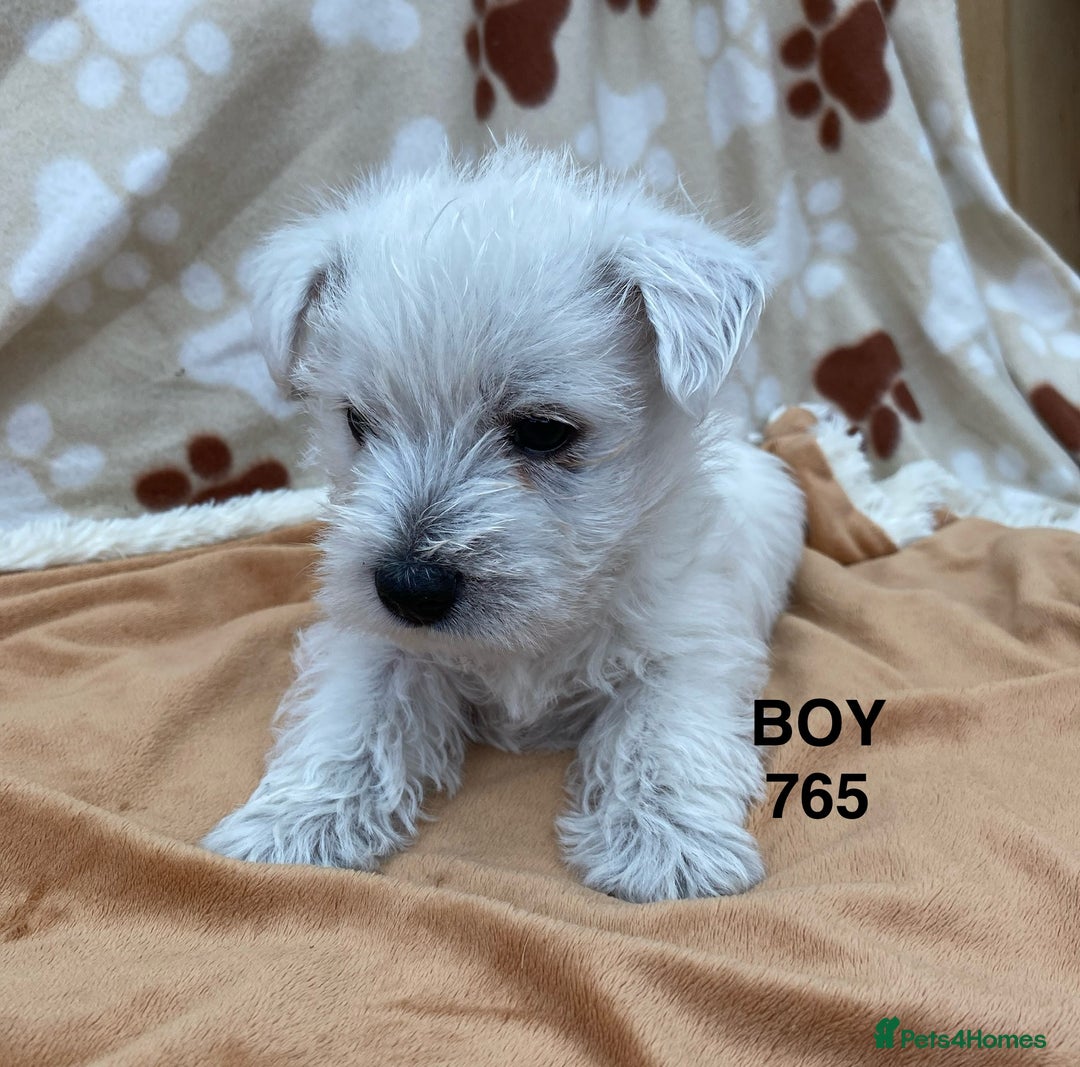 West Highland Terrier dogs for sale: 1 WESTiE BOY AVAILABLE!! - Image 12