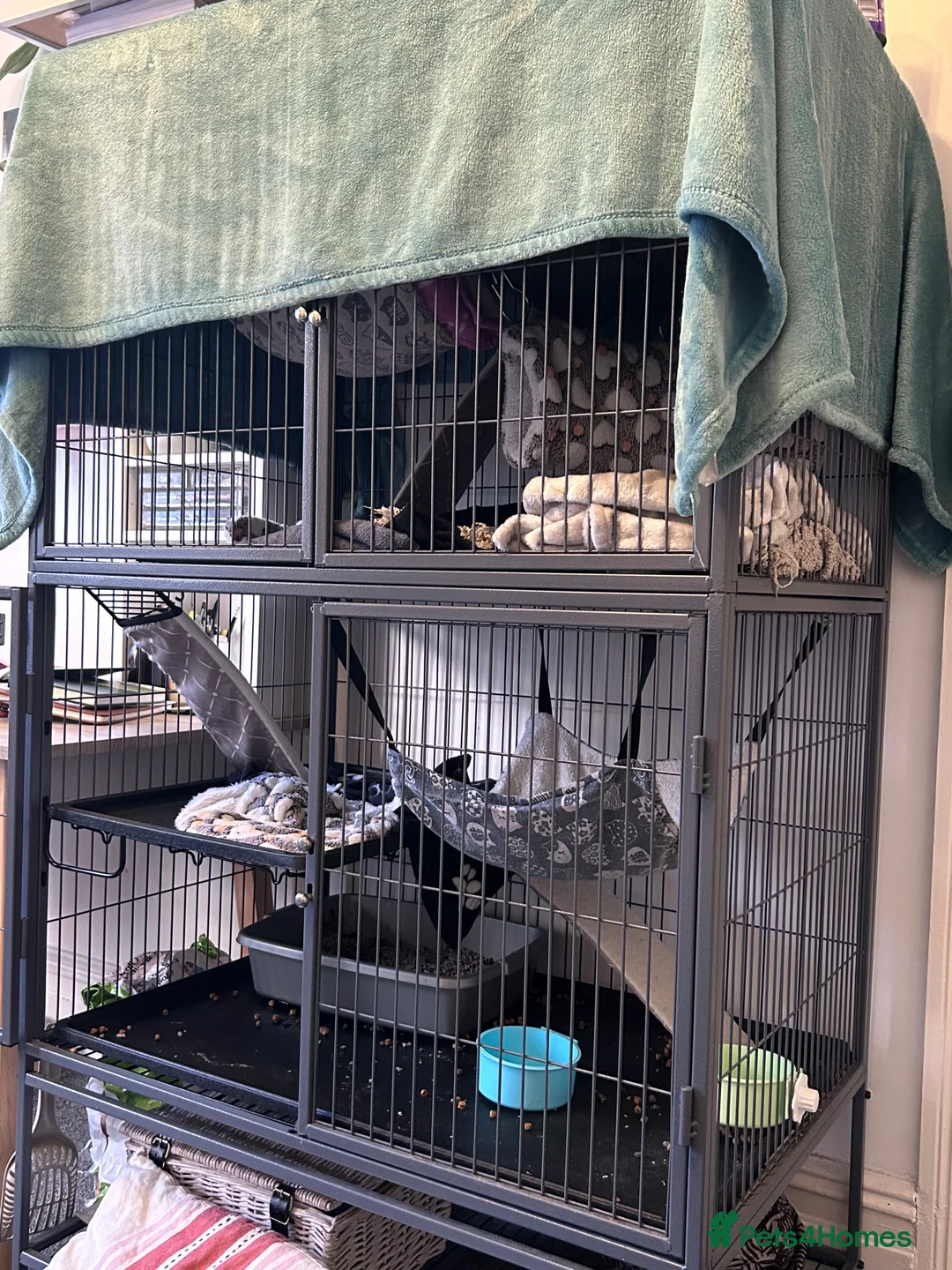 Ferret rodents for sale: Two Ferrets For Sale With Whole Set Up - Advert 8